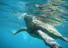 Molokini Snorkeling